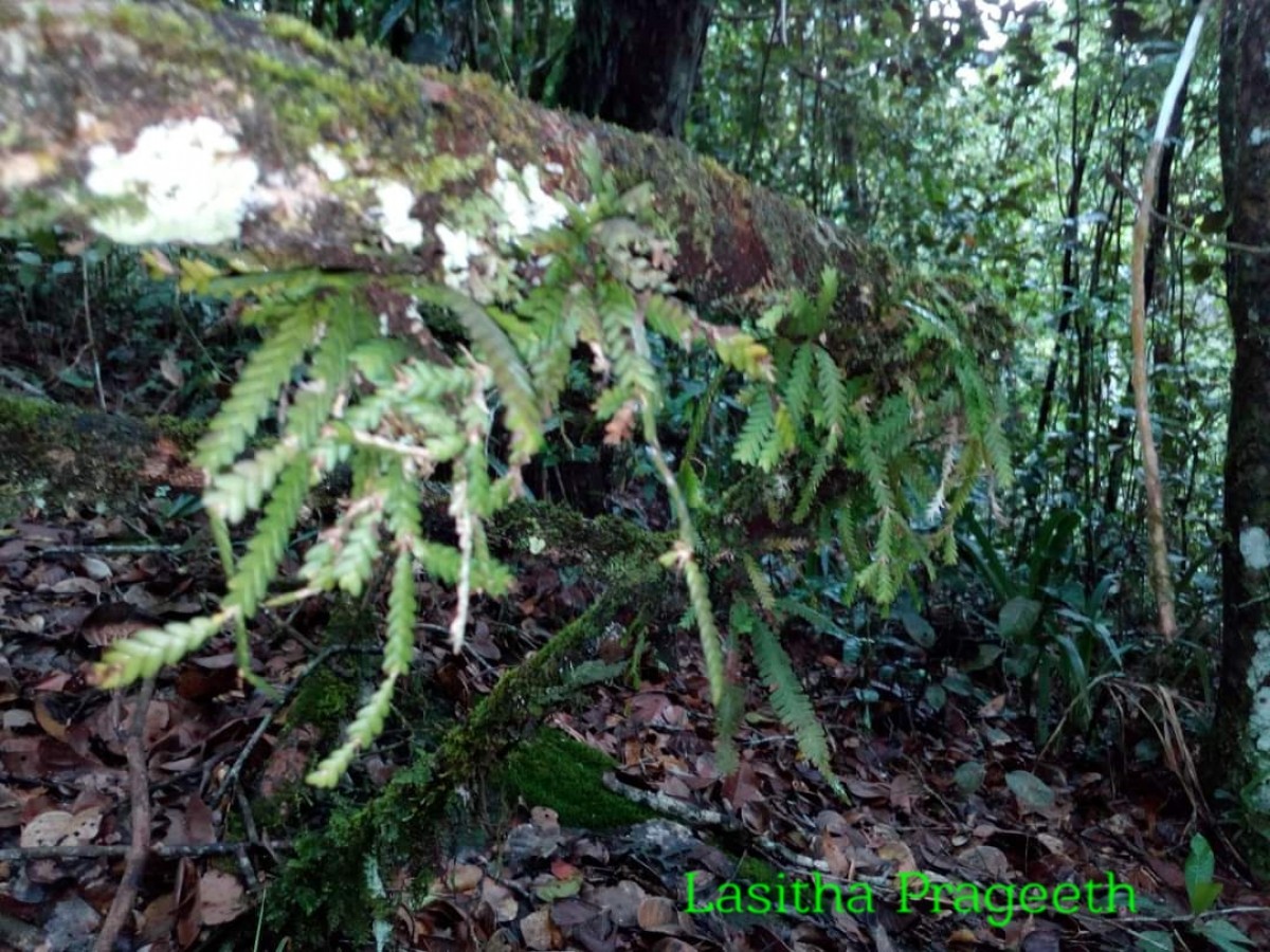 Podochilus saxatilis Lindl.